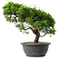 Juniperus chinensis Itoigawa, 27,5 cm, ± 15 jaar oud