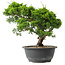 Juniperus chinensis Itoigawa, 27,5 cm, ± 15 anni