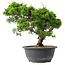 Juniperus chinensis Itoigawa, 27,5 cm, ± 15 jaar oud