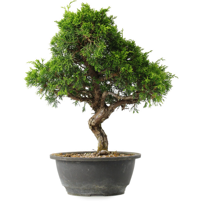 Juniperus chinensis Itoigawa, 32 cm, ± 15 jaar oud
