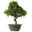 Juniperus chinensis Itoigawa, 32 cm, ± 15 anni