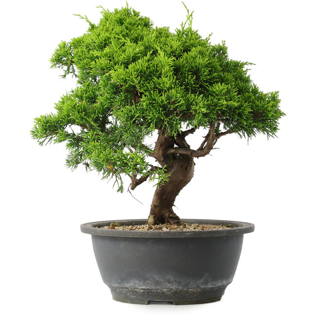 Juniperus chinensis Itoigawa, 27,5 cm, ± 15 ans