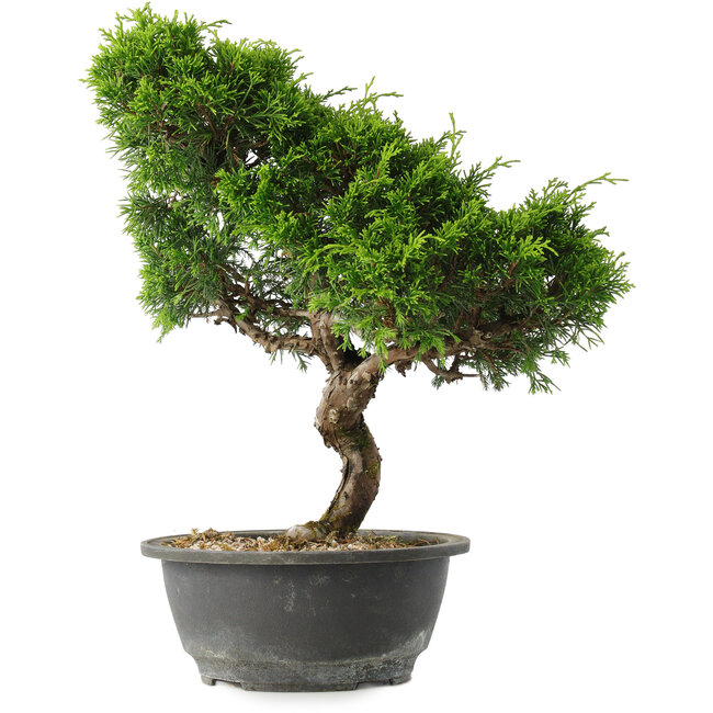 Juniperus chinensis Itoigawa, 32 cm, ± 15 años