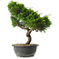 Juniperus chinensis Itoigawa, 32 cm, ± 15 jaar oud
