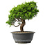Juniperus chinensis Itoigawa, 27,5 cm, ± 15 jaar oud