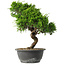 Juniperus chinensis Itoigawa, 32 cm, ± 15 jaar oud