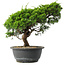 Juniperus chinensis Itoigawa, 27,5 cm, ± 15 jaar oud