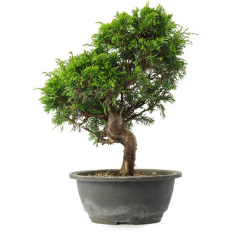 Juniperus chinensis Itoigawa, 31 cm, ± 15 anni