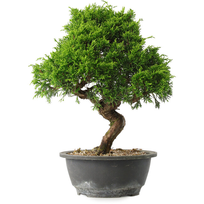 Juniperus chinensis Itoigawa, 32 cm, ± 15 jaar oud