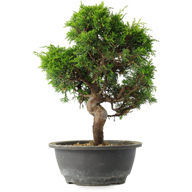 Juniperus chinensis Itoigawa, 31 cm, ± 15 años