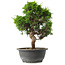 Juniperus chinensis Itoigawa, 31 cm, ± 15 jaar oud