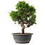 Juniperus chinensis Itoigawa, 31 cm, ± 15 Jahre alt