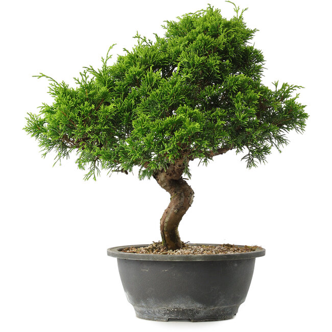 Juniperus chinensis Itoigawa, 32 cm, ± 15 ans