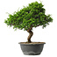 Juniperus chinensis Itoigawa, 32 cm, ± 15 jaar oud