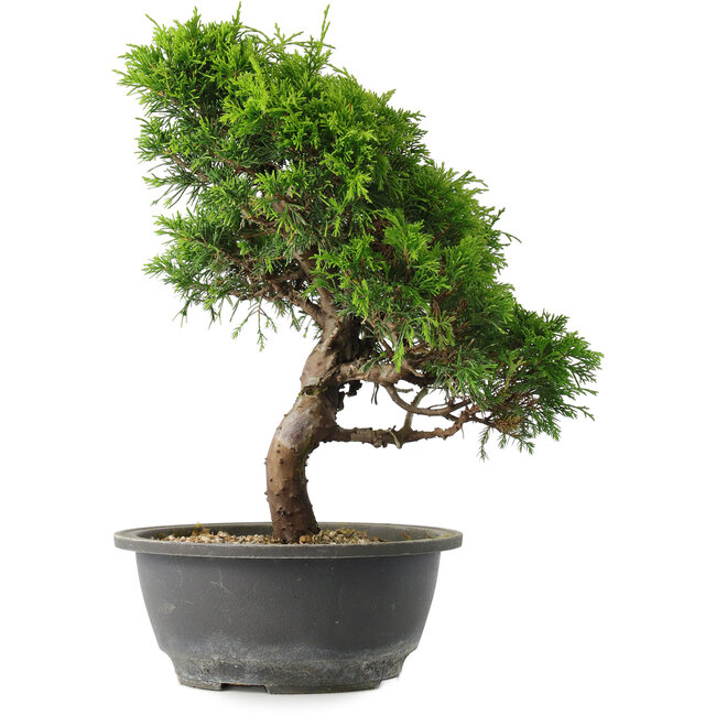 Juniperus chinensis Itoigawa, 31 cm, ± 15 jaar oud