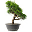 Juniperus chinensis Itoigawa, 31 cm, ± 15 jaar oud