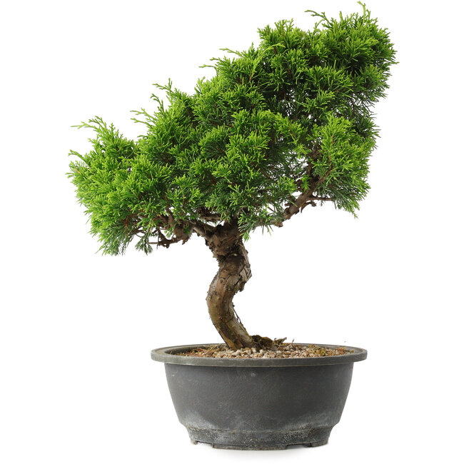 Juniperus chinensis Itoigawa, 32 cm, ± 15 Jahre alt