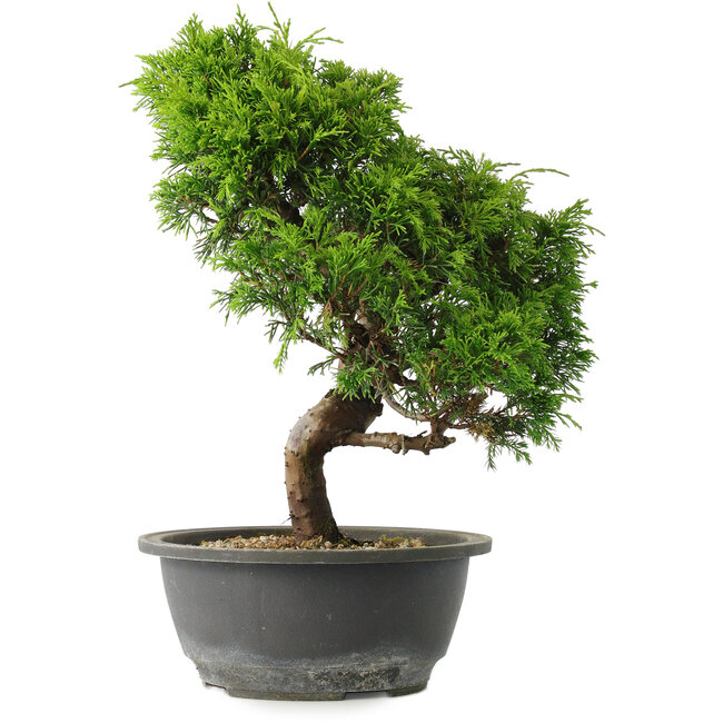 Juniperus chinensis Itoigawa, 31 cm, ± 15 ans