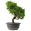 Juniperus chinensis Itoigawa, 31 cm, ± 15 jaar oud