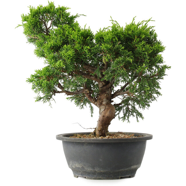 Juniperus chinensis Itoigawa, 29,5 cm, ± 15 jaar oud