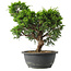 Juniperus chinensis Itoigawa, 29,5 cm, ± 15 jaar oud