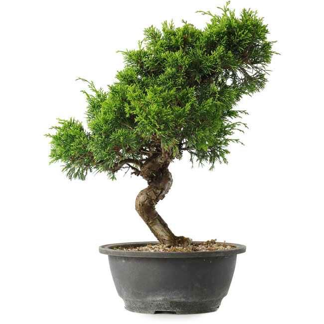 Juniperus chinensis Itoigawa, 32 cm, ± 15 anni