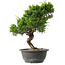 Juniperus chinensis Itoigawa, 32 cm, ± 15 jaar oud
