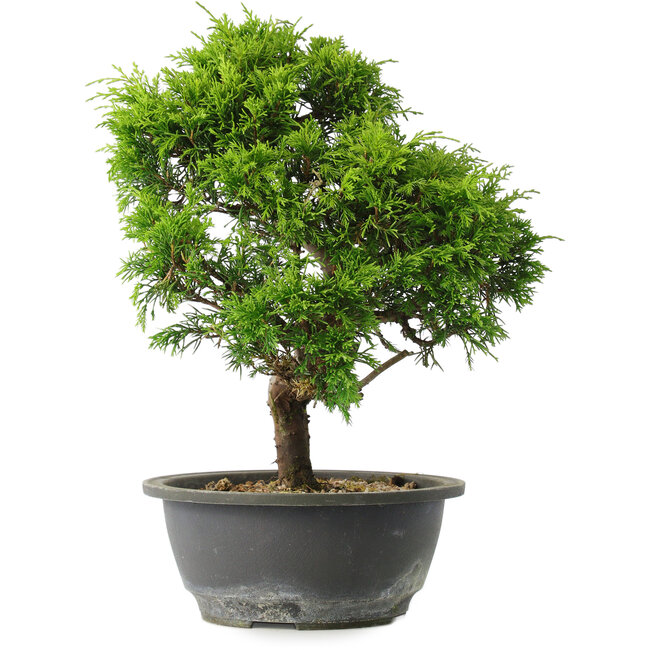 Juniperus chinensis Itoigawa, 31 cm, ± 15 años