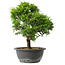 Juniperus chinensis Itoigawa, 31 cm, ± 15 anni