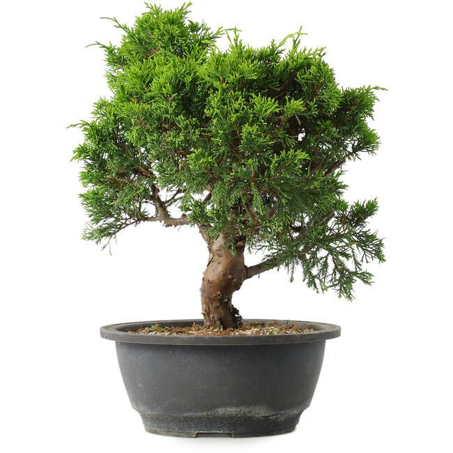 Juniperus chinensis Itoigawa, 29,5 cm, ± 15 Jahre alt