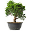 Juniperus chinensis Itoigawa, 29,5 cm, ± 15 Jahre alt