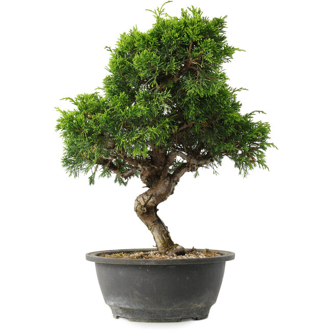 Juniperus chinensis Itoigawa, 32 cm, ± 15 años