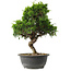 Juniperus chinensis Itoigawa, 32 cm, ± 15 jaar oud