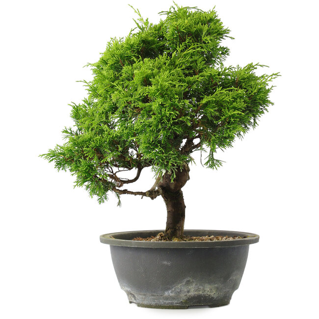 Juniperus chinensis Itoigawa, 31 cm, ± 15 ans