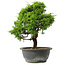 Juniperus chinensis Itoigawa, 31 cm, ± 15 jaar oud