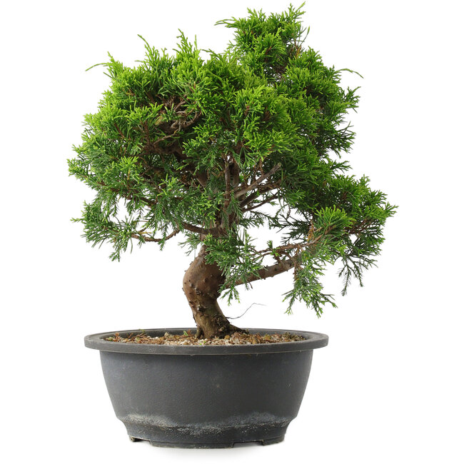 Juniperus chinensis Itoigawa, 29,5 cm, ± 15 ans