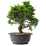 Juniperus chinensis Itoigawa, 29,5 cm, ± 15 jaar oud