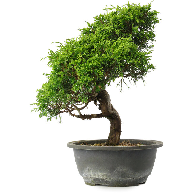 Juniperus chinensis Itoigawa, 31 cm, ± 15 Jahre alt