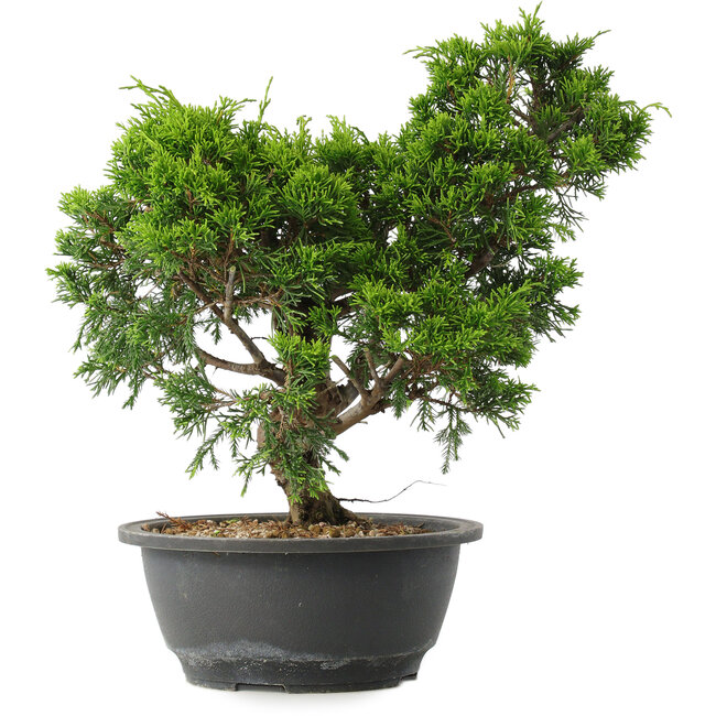 Juniperus chinensis Itoigawa, 29,5 cm, ± 15 Jahre alt