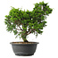 Juniperus chinensis Itoigawa, 29,5 cm, ± 15 jaar oud
