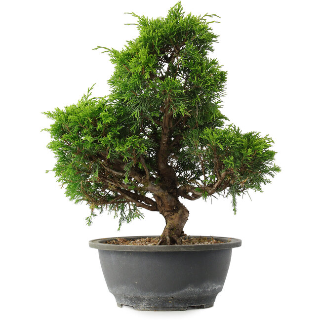 Juniperus chinensis Itoigawa, 31 cm, ± 15 anni