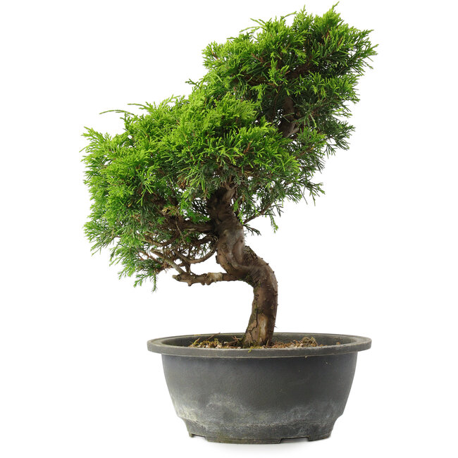 Juniperus chinensis Itoigawa, 31 cm, ± 15 ans