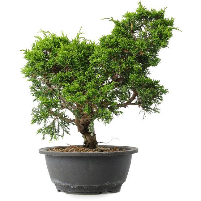 Juniperus chinensis Itoigawa, 29,5 cm, ± 15 jaar oud