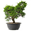 Juniperus chinensis Itoigawa, 29,5 cm, ± 15 jaar oud
