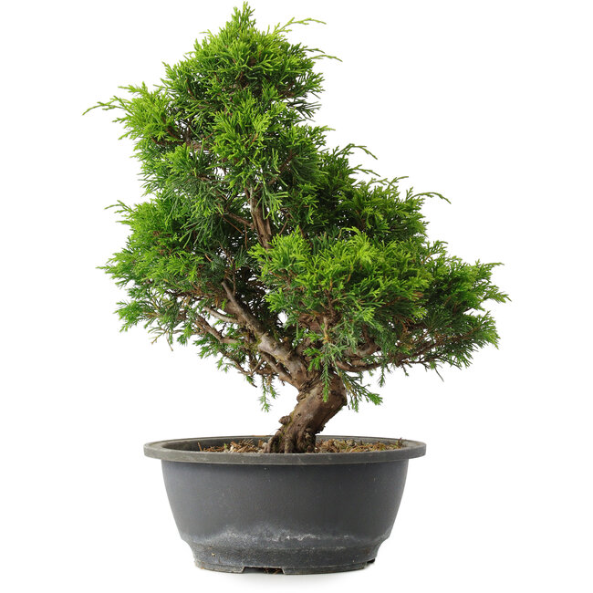 Juniperus chinensis Itoigawa, 31 cm, ± 15 anni