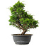 Juniperus chinensis Itoigawa, 31 cm, ± 15 anni