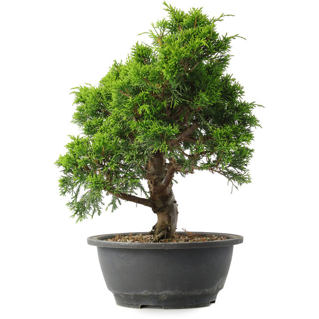 Juniperus chinensis Itoigawa, 29,5 cm, ± 15 años