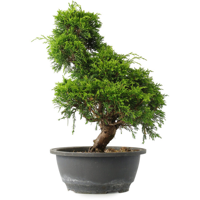 Juniperus chinensis Itoigawa, 31 cm, ± 15 years old