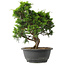 Juniperus chinensis Itoigawa, 29,5 cm, ± 15 jaar oud
