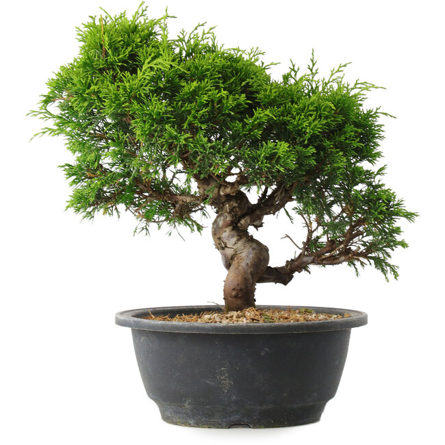 Juniperus chinensis Itoigawa, 25 cm, ± 15 jaar oud
